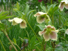 Helleborus orientalis Hybriden bestellen